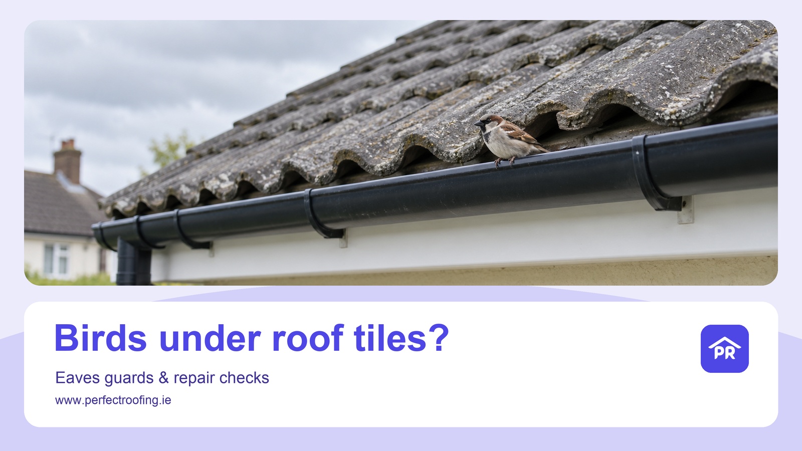 Birds Under Roof Tiles: Eaves Guard and Repair Checks for Dublin Homes